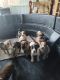 Great Dane Puppies for sale in Columbus, OH, USA. price: $3,000