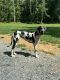 Great Dane Puppies for sale in Shermans Dale, PA 17090, USA. price: $500