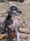 Great Dane Puppies for sale in Lebanon, OR 97355, USA. price: $1,000