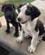 Great Dane Puppies for sale in Knox, PA 16232, USA. price: $800