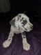 Great Dane Puppies for sale in Clinton Twp, MI 48035, USA. price: $2,200