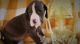Great Dane Puppies for sale in Indianapolis, IN, USA. price: $2,500