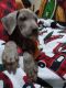 Great Dane Puppies for sale in Petersburgh, NY 12138, USA. price: $1,500