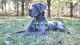 Great Dane Puppies for sale in Millersport, OH 43046, USA. price: $500