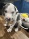 Great Dane Puppies for sale in Buena Park, CA, USA. price: $1,100