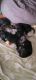 Great Dane Puppies for sale in Atlanta, GA 30315, USA. price: $1,800