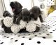Great Dane Puppies for sale in Keizer, OR, USA. price: $1,200