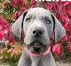 Great Dane Puppies for sale in Idaho Falls, ID, USA. price: $1,200