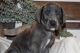 Great Dane Puppies for sale in Whittier, CA, USA. price: $1,500