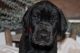 Great Dane Puppies for sale in Whittier, CA, USA. price: $1,700