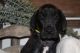 Great Dane Puppies for sale in Whittier, CA, USA. price: $1,500