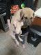 Great Dane Puppies for sale in Doniphan, MO 63935, USA. price: $500