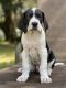 Great Dane Puppies for sale in Crystal River, FL, USA. price: $800