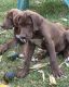 Great Dane Puppies for sale in Hardinsburg, IN 47125, USA. price: $400