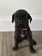 Great Dane Puppies for sale in Loxahatchee, FL 33470, USA. price: $1,200