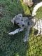 Great Dane Puppies for sale in Wilmington, Los Angeles, CA, USA. price: $600