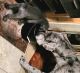 Great Dane Puppies for sale in Vero Beach, FL 32962, USA. price: $700