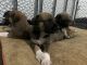 Great Dane Puppies for sale in Lynchburg, VA, USA. price: $200