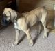 Great Dane Puppies for sale in Spring Mills, PA 16875, USA. price: $1,800