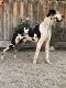 Great Dane Puppies for sale in Fresno, CA, USA. price: $500