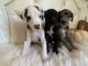 Great Dane Puppies for sale in Fresno, CA, USA. price: $500