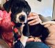 Great Dane Puppies for sale in Morehead, KY 40351, USA. price: $700