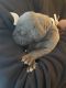 Great Dane Puppies for sale in Nicktown, PA 15762, USA. price: $1,000