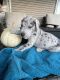 Great Dane Puppies for sale in Covington, KY, USA. price: NA