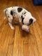 Great Dane Puppies for sale in Fort Dodge, IA 50501, USA. price: $550