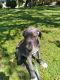 Great Dane Puppies for sale in Keystone Heights, FL 32656, USA. price: $1,000