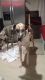 Great Dane Puppies for sale in Port Orange, FL 32127, USA. price: $400