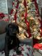 Great Dane Puppies for sale in Malone, NY 12953, USA. price: $1,200