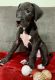 Great Dane Puppies for sale in Bedford, PA 15522, USA. price: $500
