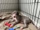 Great Dane Puppies for sale in Dallas, TX 75287, USA. price: $1,000