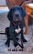 Great Dane Puppies for sale in Fremont, MI, USA. price: $1,600