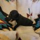 Great Dane Puppies for sale in Surprise, AZ, USA. price: $1,500