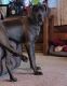 Great Dane Puppies for sale in Medford, OR, USA. price: $700