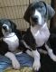 Great Dane Puppies for sale in Sevierville, TN, USA. price: NA