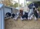 Great Dane Puppies for sale in Douglas Park NSW 2569, Australia. price: $1,900