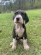 Great Dane Puppies for sale in Kempsey, New South Wales. price: $500