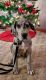 Great Dane Puppies for sale in Fremont, MI, USA. price: $1,600