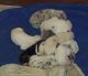 Great Dane Puppies for sale in Fort Smith, Arkansas. price: NA