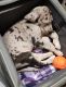 Great Dane Puppies for sale in Vancouver, WA, USA. price: $1,000