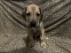Great Dane Puppies for sale in Cumberland, Maryland. price: $2,000