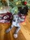 Great Dane Puppies for sale in Jackson, Tennessee. price: $1,200