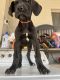 Great Dane Puppies for sale in Phoenix, Arizona. price: $500