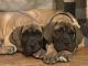 Great Dane Puppies for sale in Syracuse, New York. price: $500