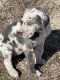 Great Dane Puppies for sale in Tyner, North Carolina. price: $1,100