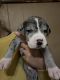 Great Dane Puppies for sale in Deepstep, GA 31082, USA. price: $1,500
