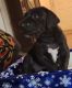 Great Dane Puppies for sale in Vancouver, WA, USA. price: $800